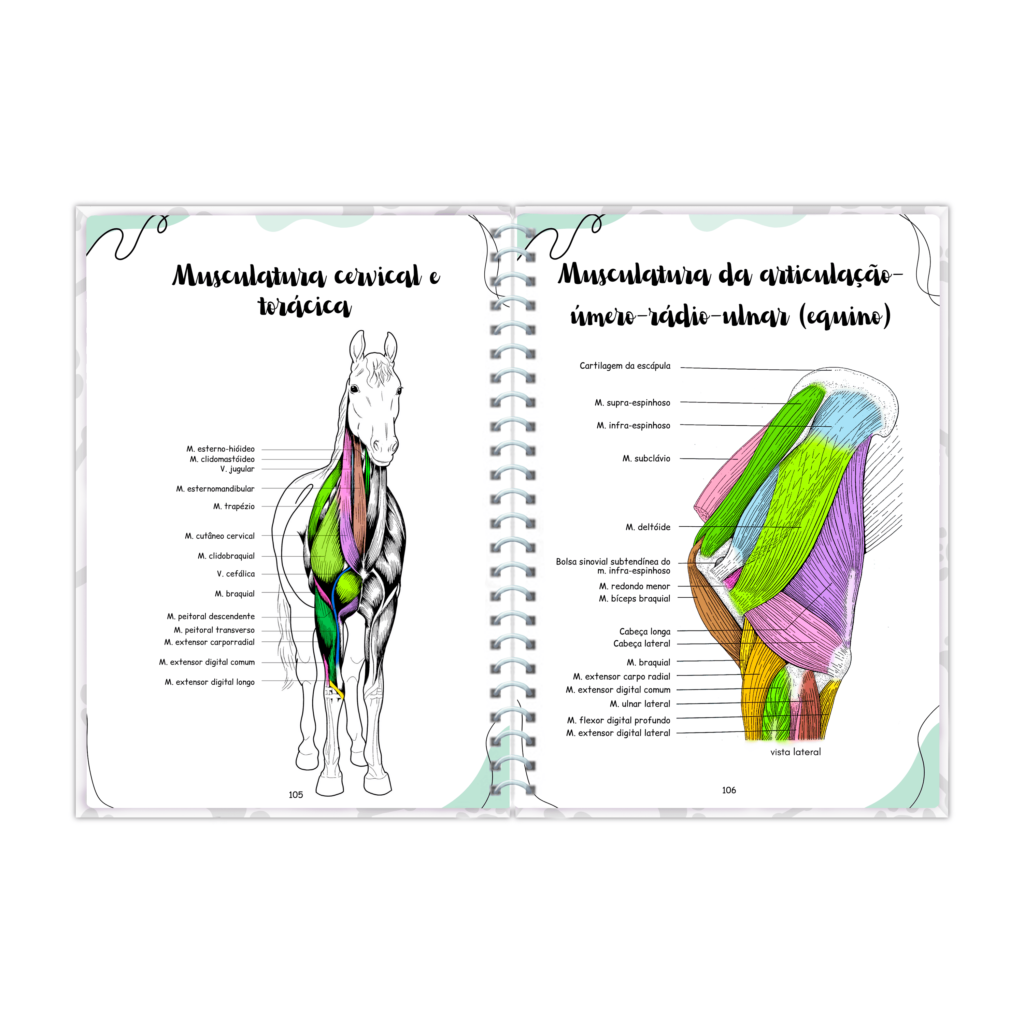 RESUMO PRONTO ANATOMIA VETERINARIA 5