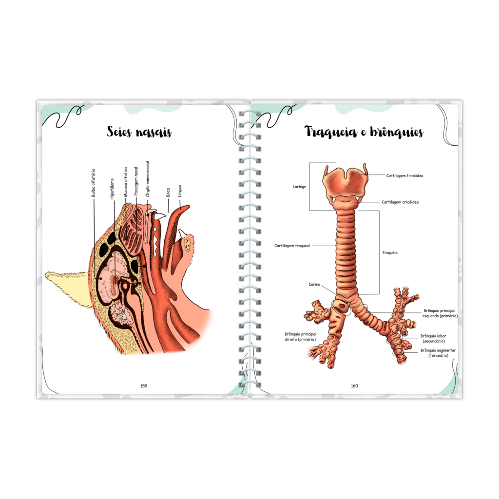 RESUMO PRONTO ANATOMIA VETERINARIA 6