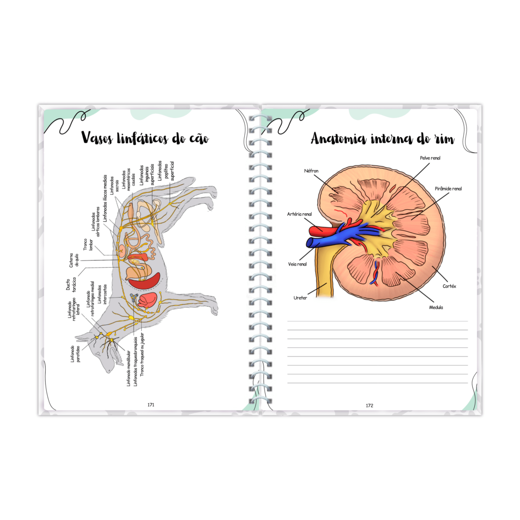 RESUMO PRONTO ANATOMIA VETERINARIA 7